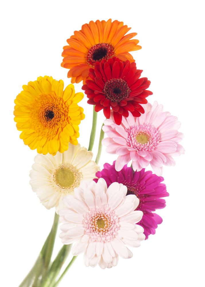 GERBERA