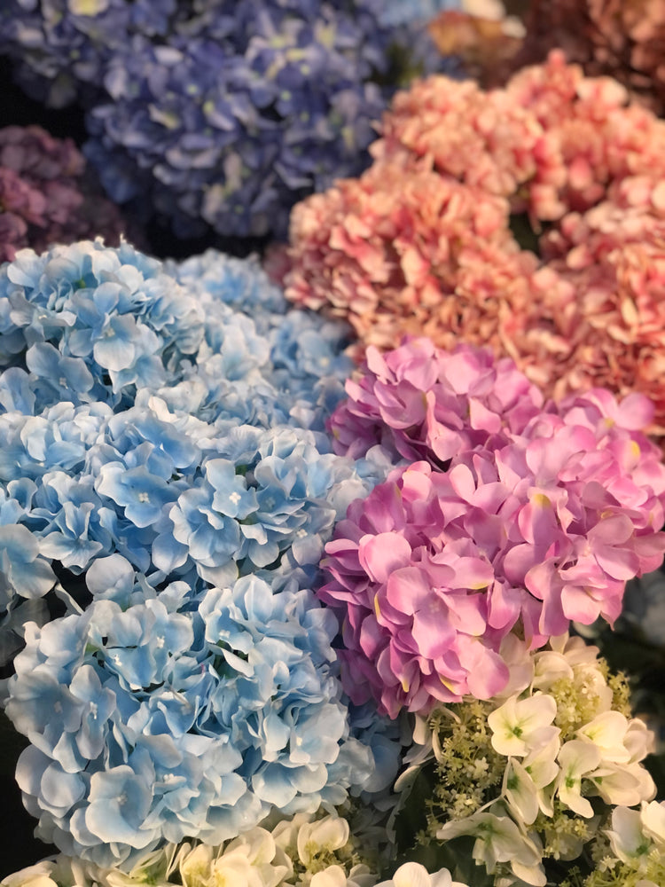 HYDRANGEA