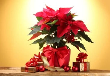 POINSETTIA