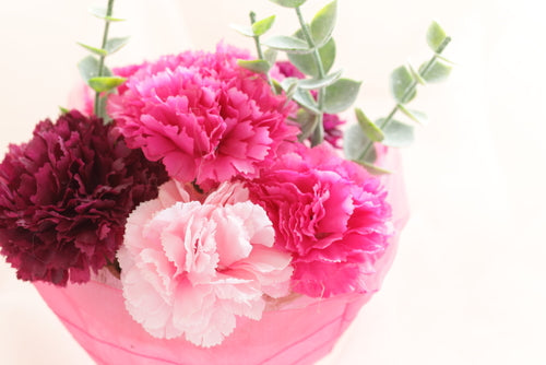 CARNATIONS