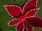 24cm RED CANDY STRIPE EDGE VELVET POINSETTIA