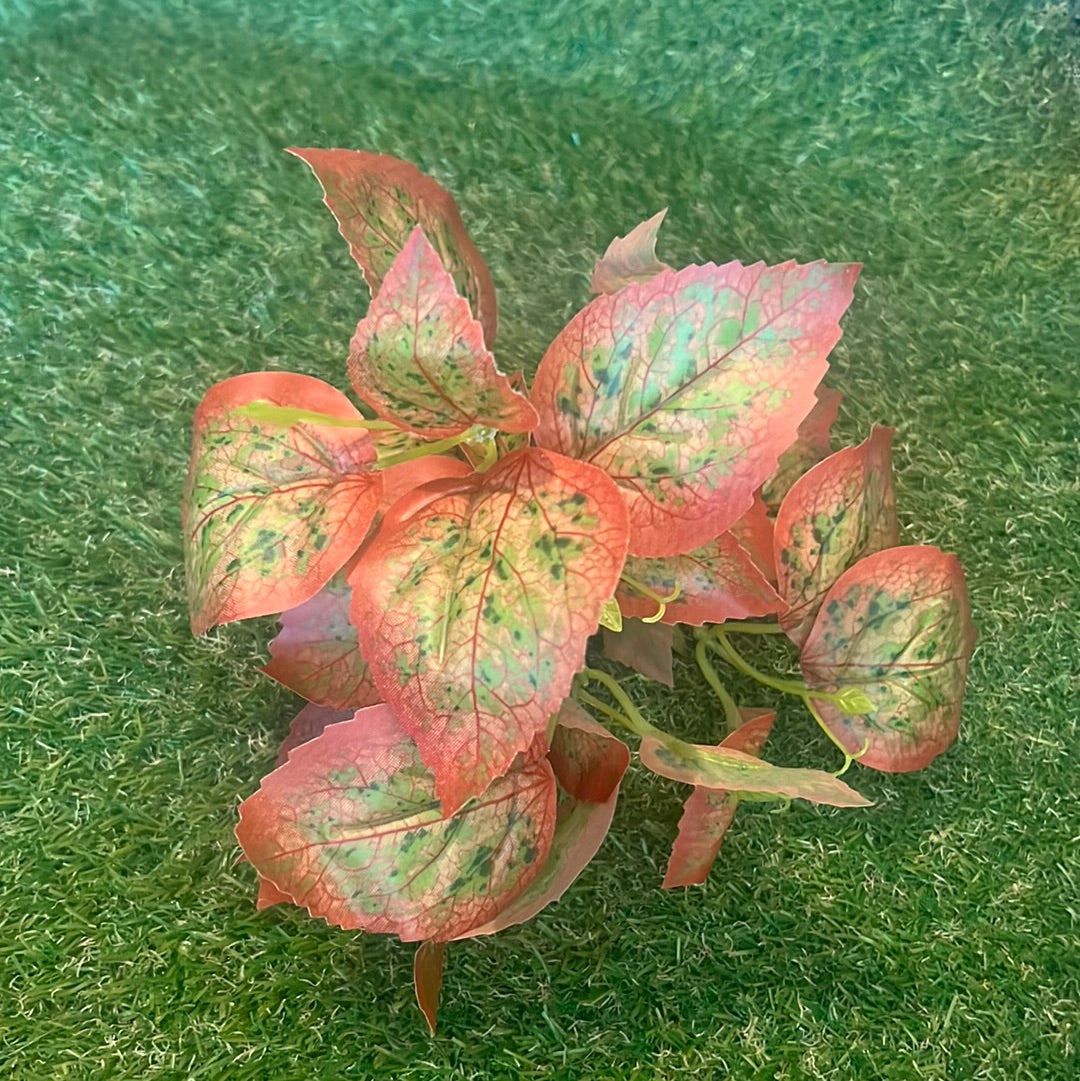 COLEUS BUSH ORANGE