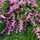 MIXED MULTI FOLIAGE BUNCH PINK