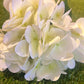 REAL LOOK/TOUCH DELUXE SINGLE HYDRANGEA IVORY