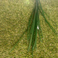 70cm DRACEANA GRASS