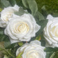 41cm 12 HEAD IVORY ROSE BUNCH WITH GYP