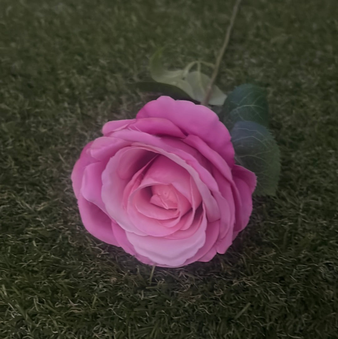 PASTEL SINGLE ROSE DARK PINK