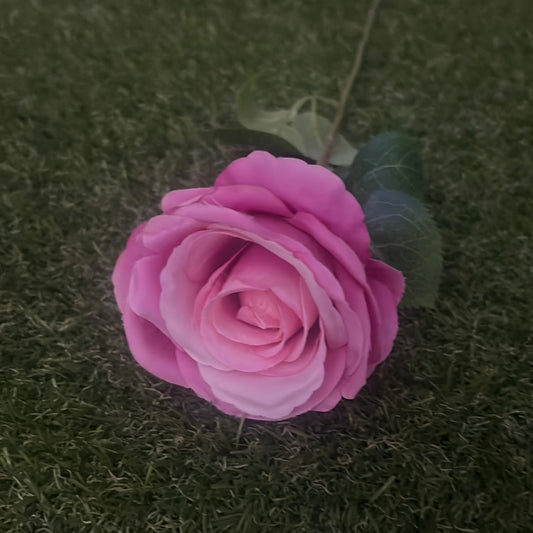 PASTEL SINGLE ROSE DARK PINK