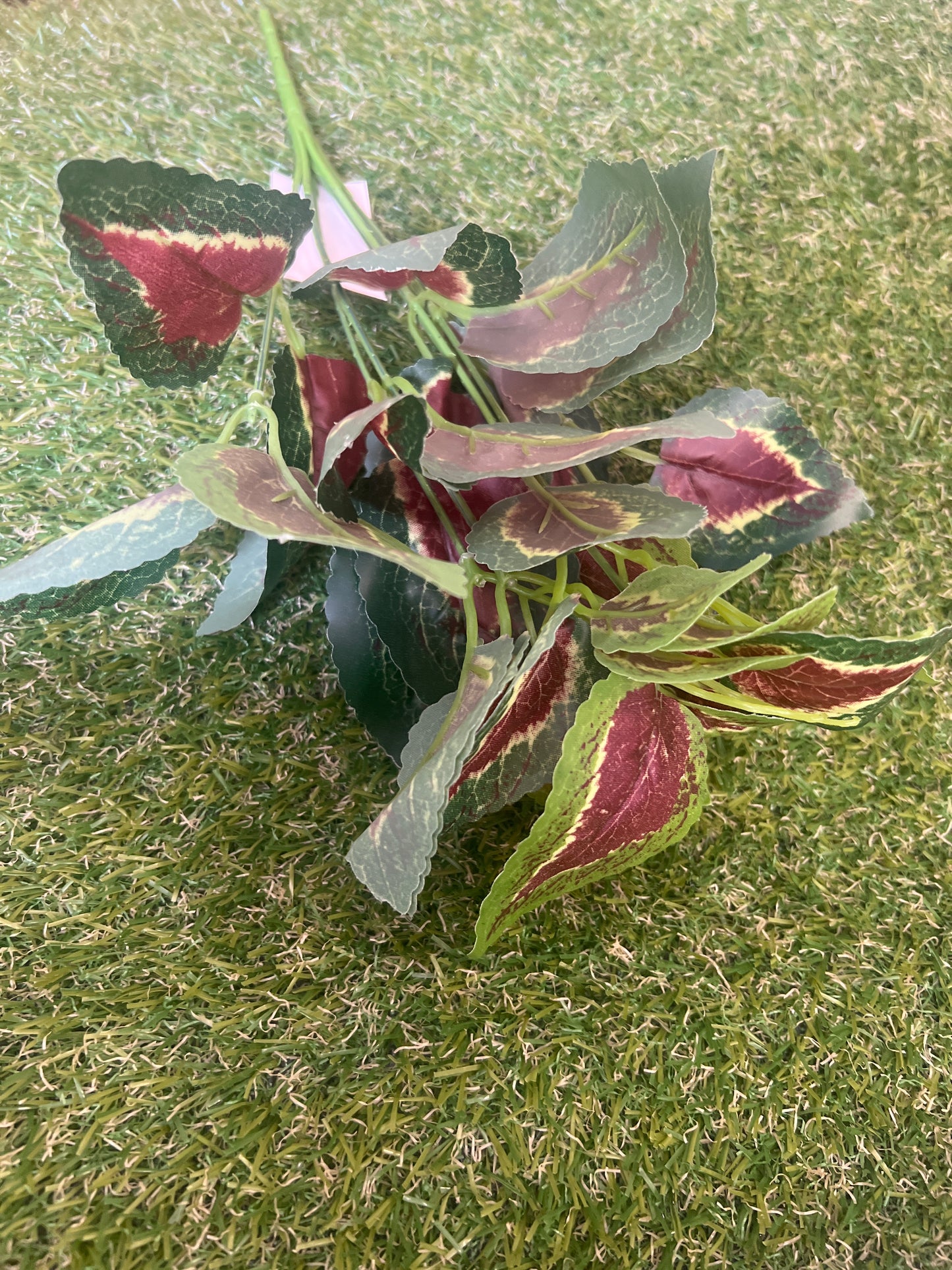 COLEUS BUSH RED