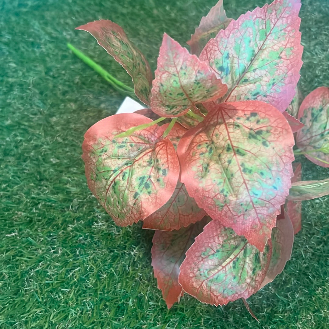 COLEUS BUSH ORANGE