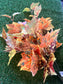 MIXED COLOUR MAPLE BRANCH AUTUMN