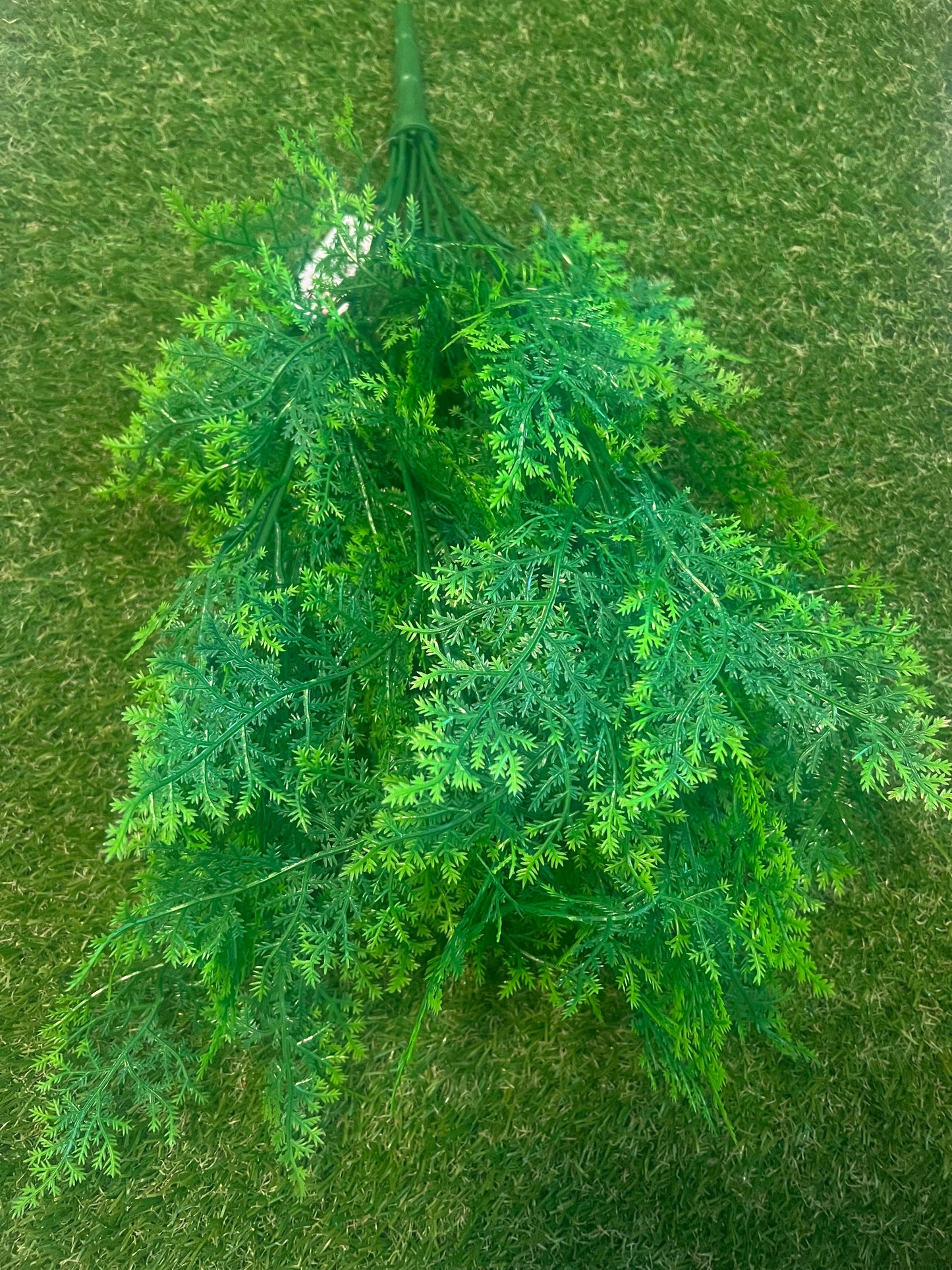 53cm GIANT CYPRESS BUSH