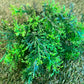 36cm CONIFER BUNCH