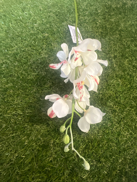 49cm MOKARA ORCHID IVORY