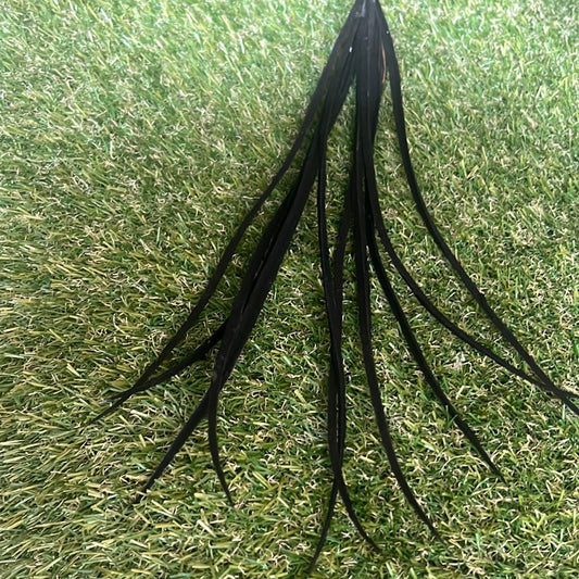 BLACK VELVET GRASS