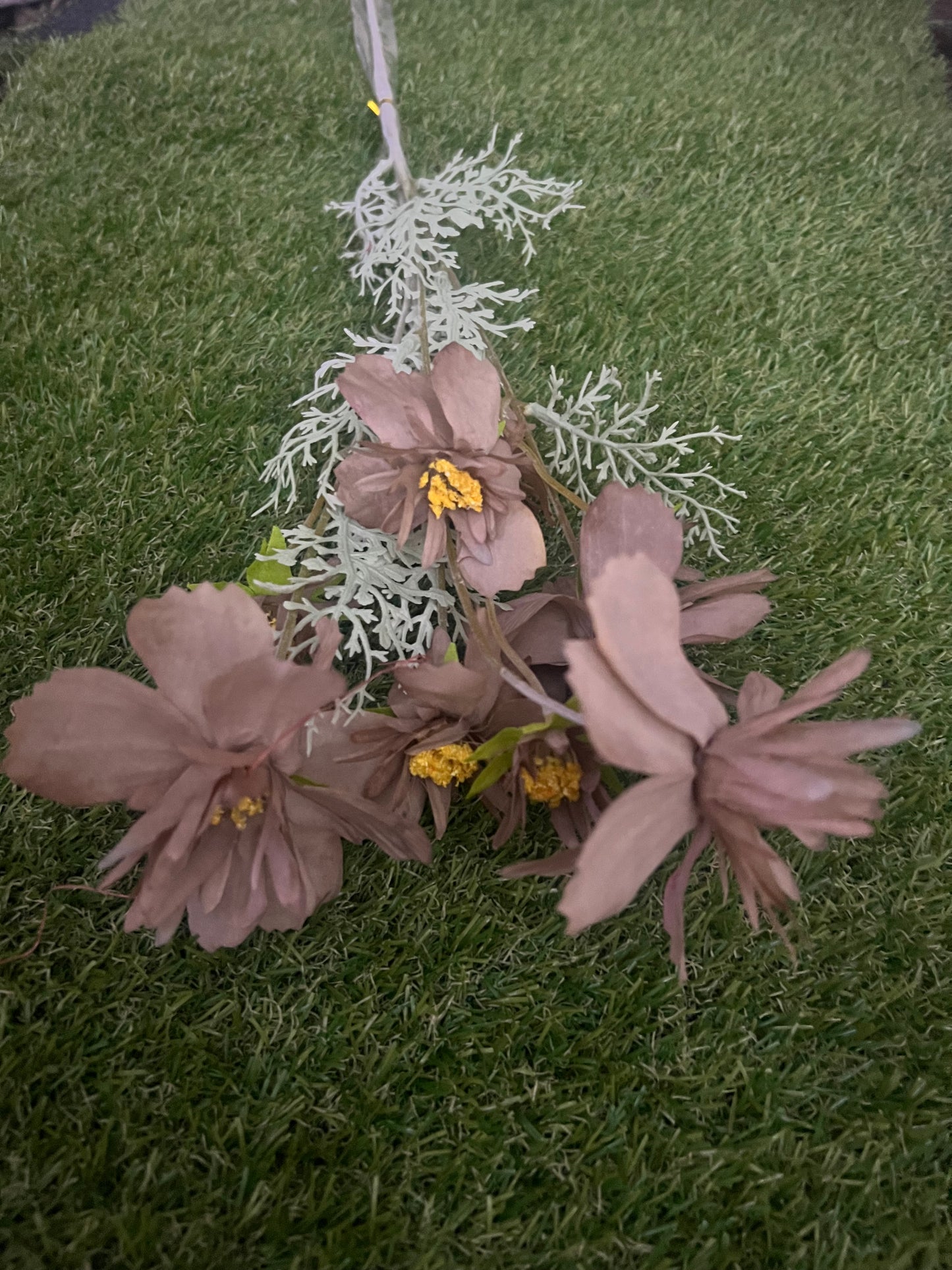 SPIKY LONG STEM COSMOS FLOWER COFFEE