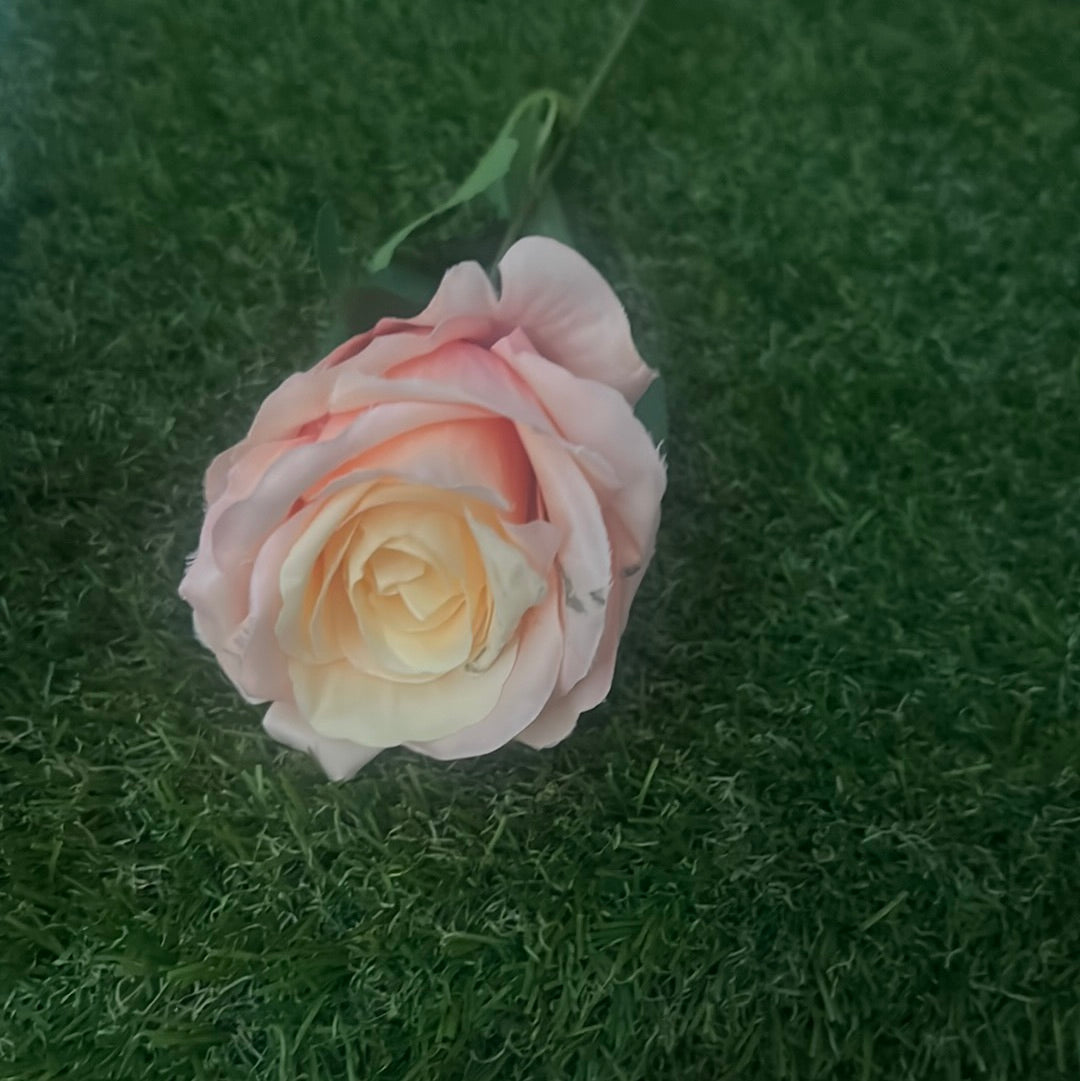 PASTEL SINGLE ROSE PEACH