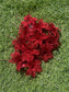 PK12 CUT OUT POINSETTIA