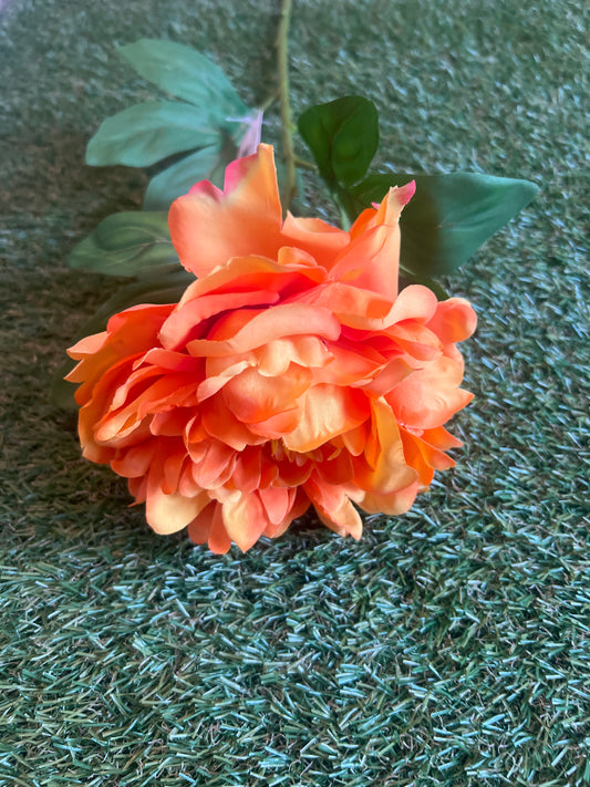 GIANT BLOOMING ORANGE PEONY