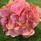 REAL LOOK/TOUCH DELUXE SINGLE HYDRANGEA PEACH