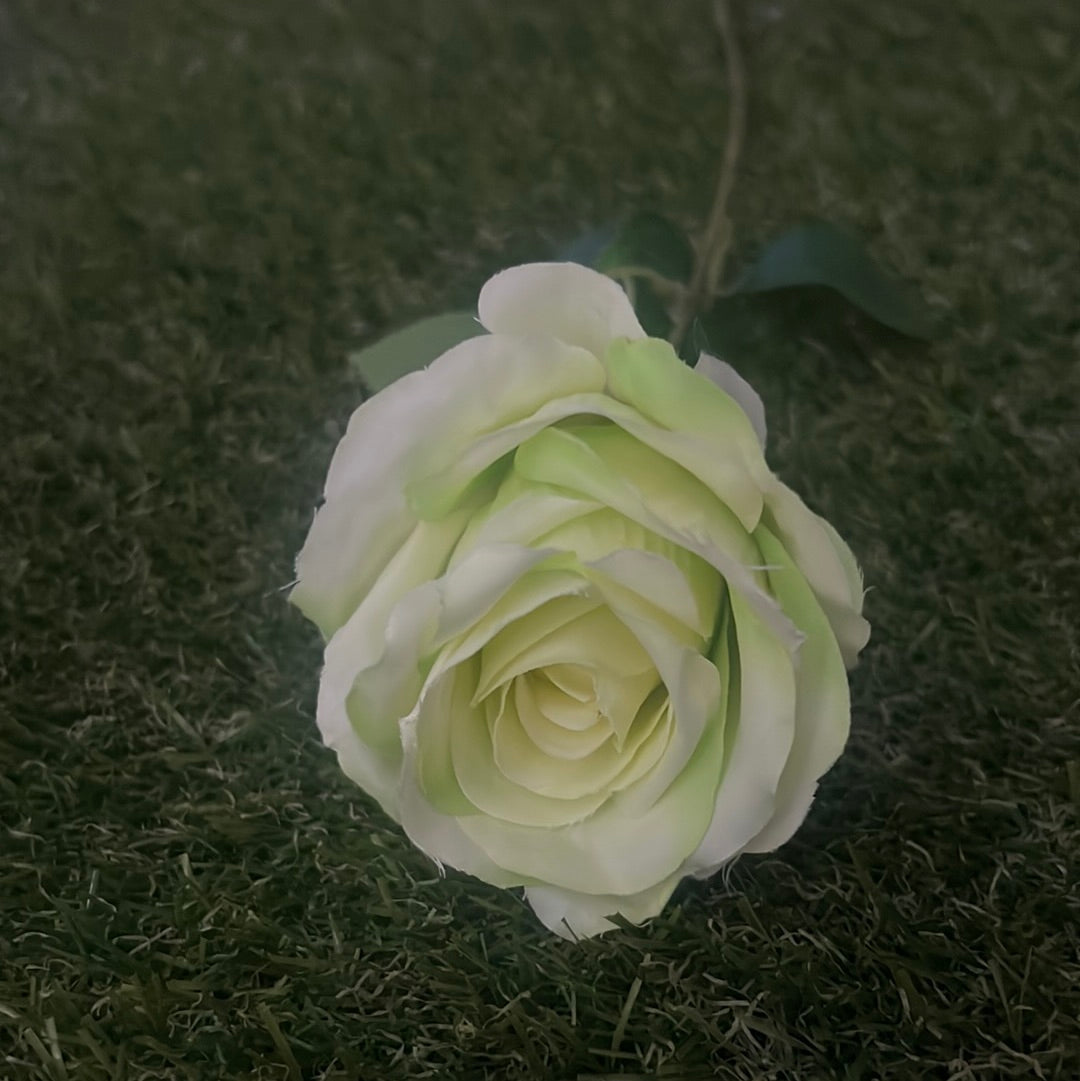 PASTEL SINGLE ROSE LIME GREEN