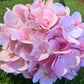 REAL LOOK/TOUCH DELUXE SINGLE HYDRANGEA BABY PINK