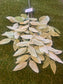 74CM DELUXE FROSTED SAGE LEAF SPRAY