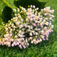 PINK TIPPED BERRY BUNCH