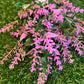 MIXED MULTI FOLIAGE BUNCH PINK