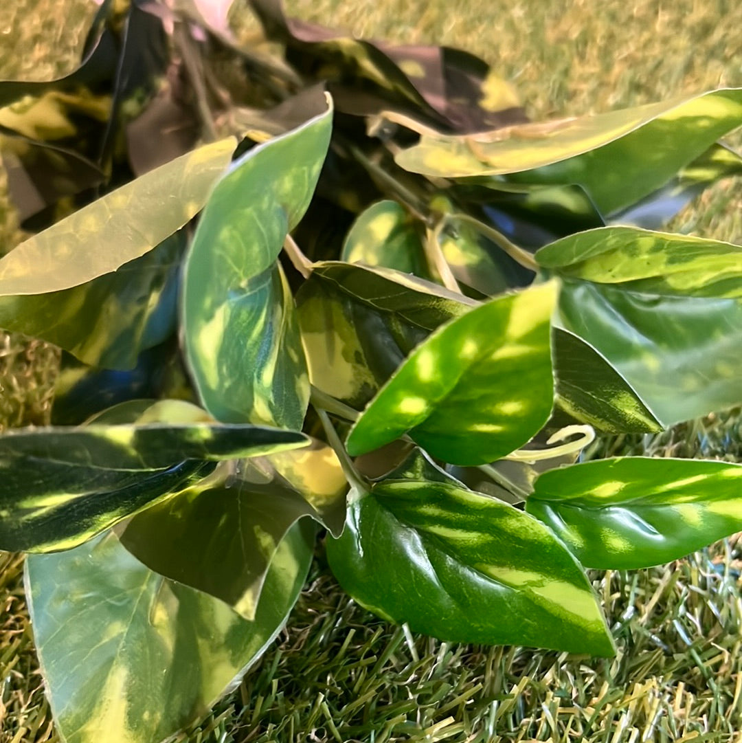 POTHOS BUNCH