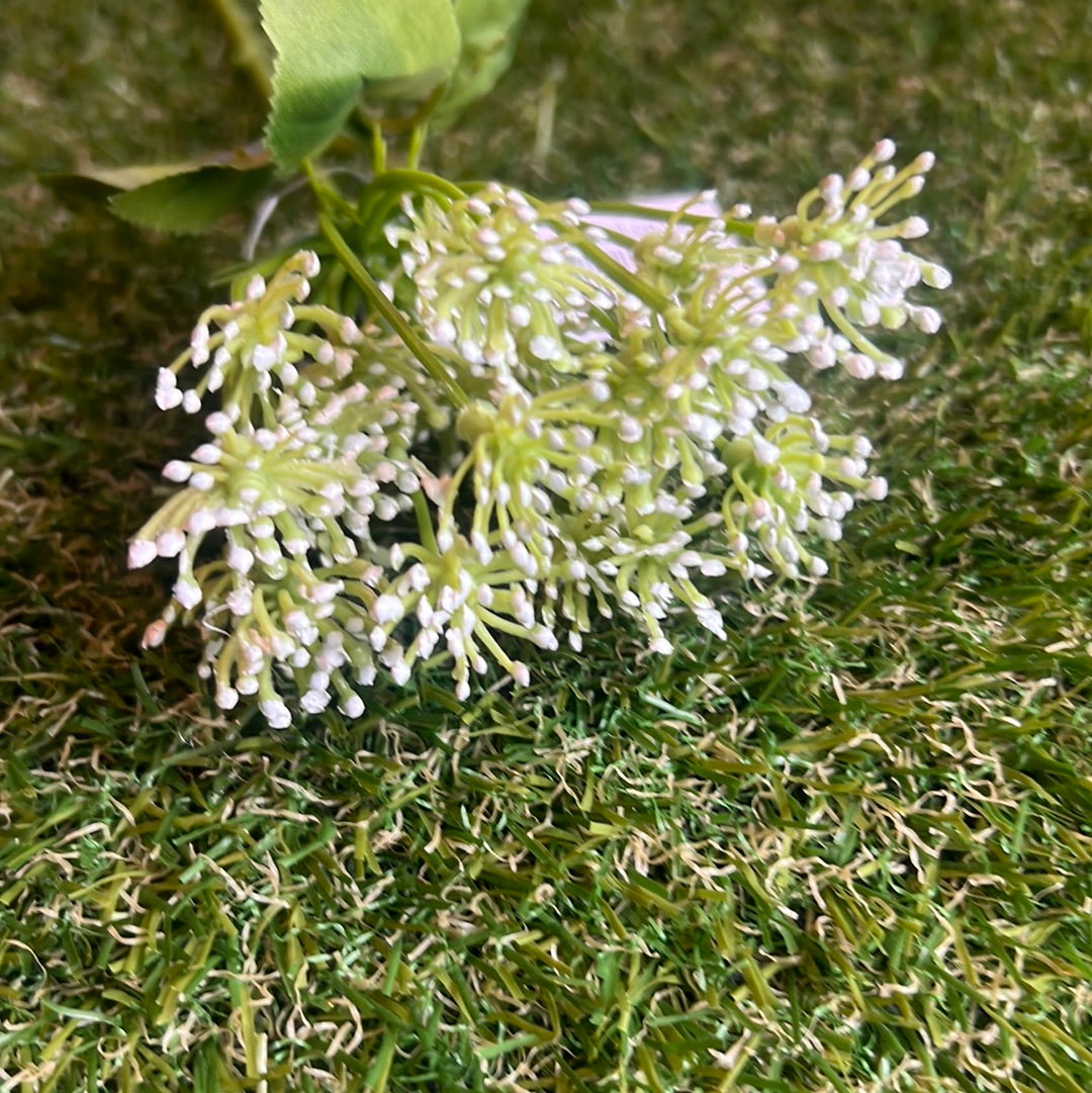 QUEEN ANNE LACE