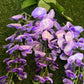 DELUXE WISTERIA LILAC