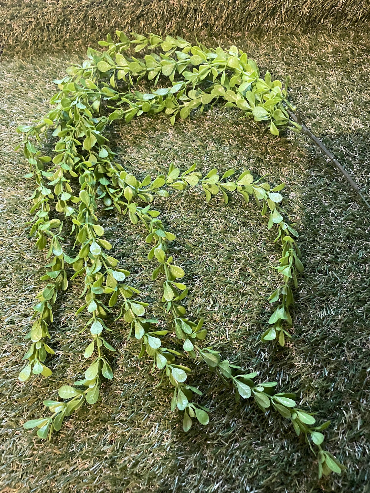 TRAILING SMALL EUCALYPTUS LEAF GREEN