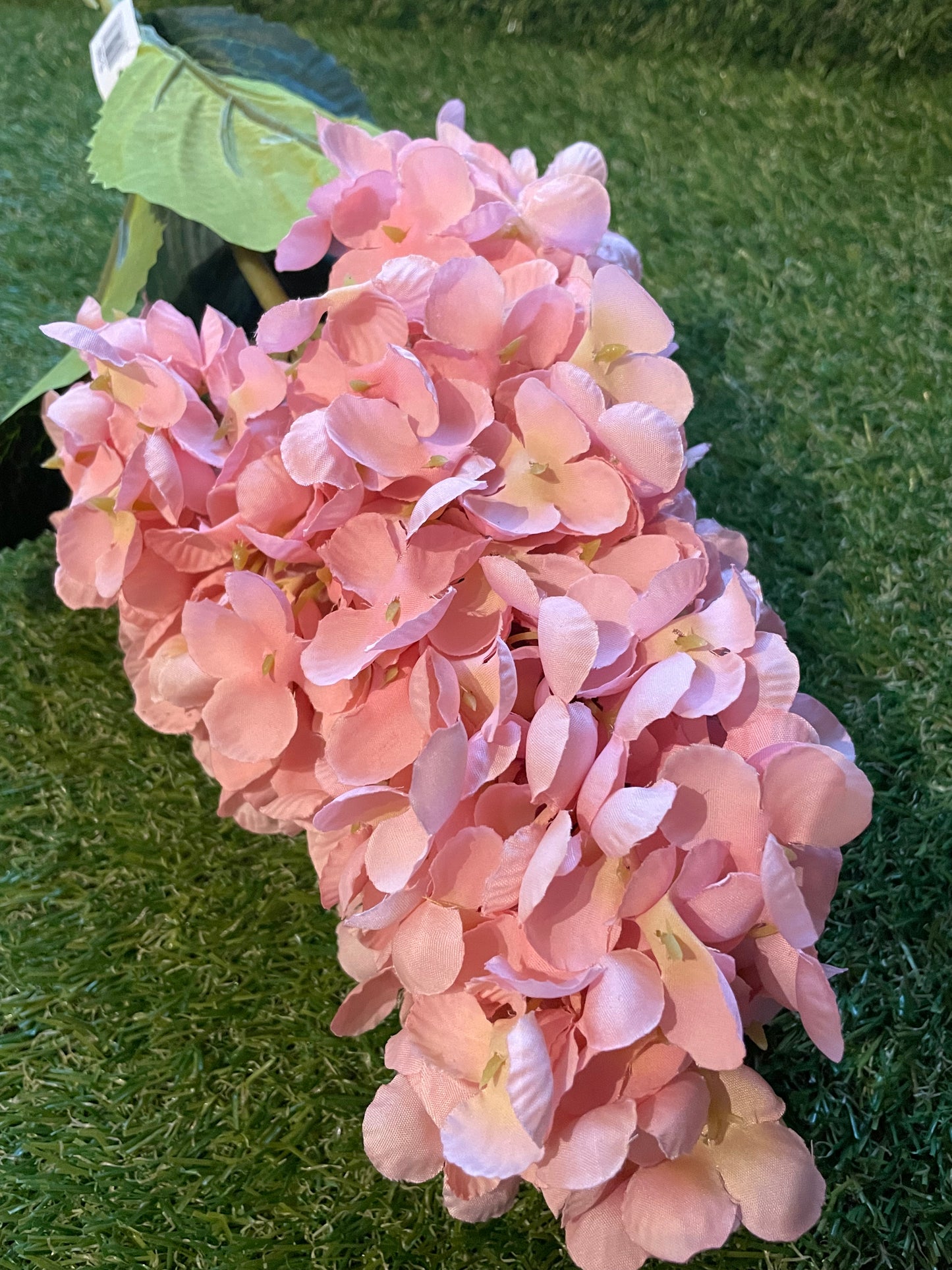 GIANT STALK HYDRANGEA PINK