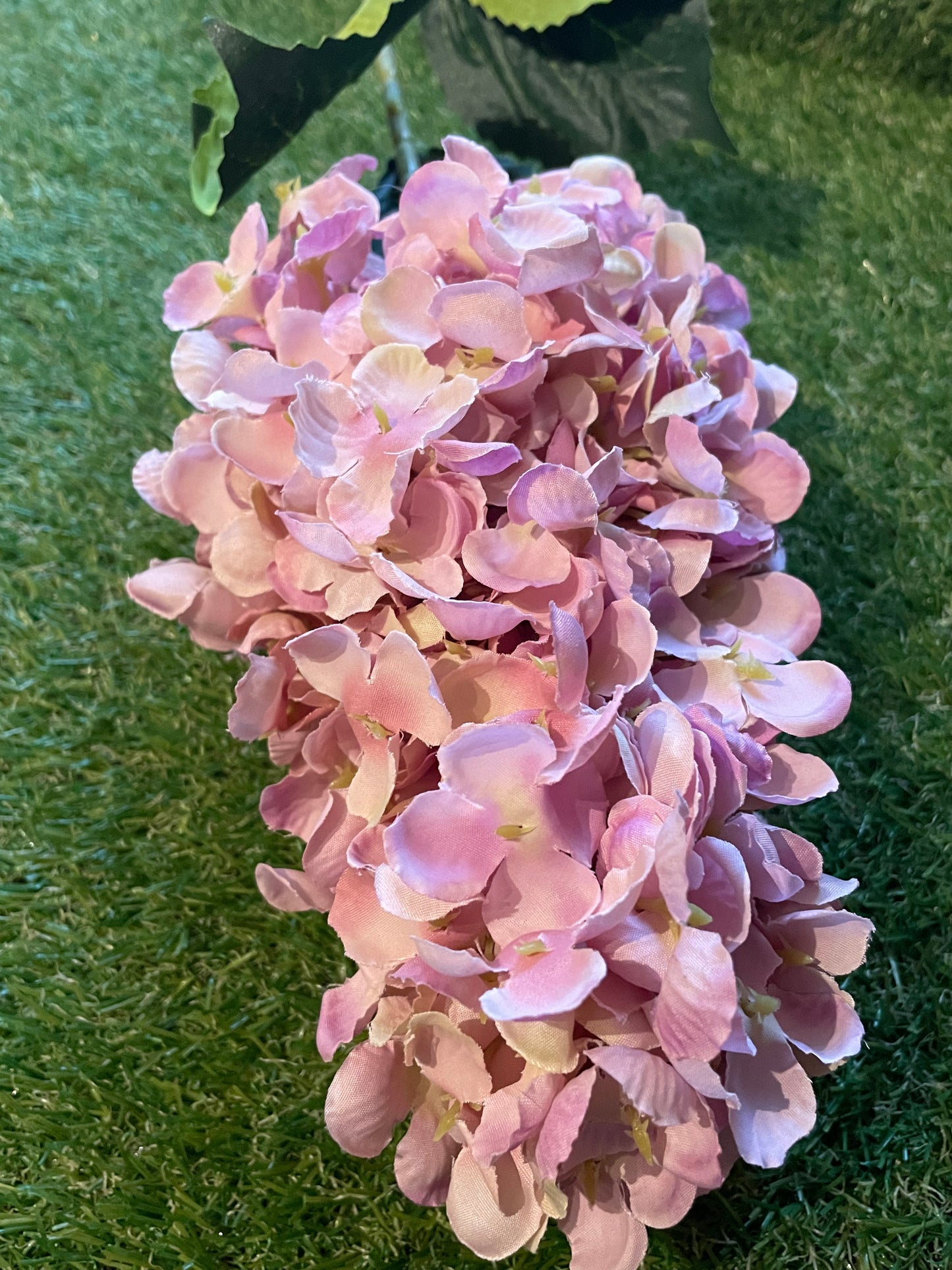 GIANT STALK HYDRANGEA LILAC