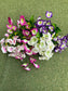 34cm MINI MORNING GLORY BUNDLE OF 12