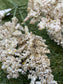 36CM AUTUMN NATURAL ASTILBE