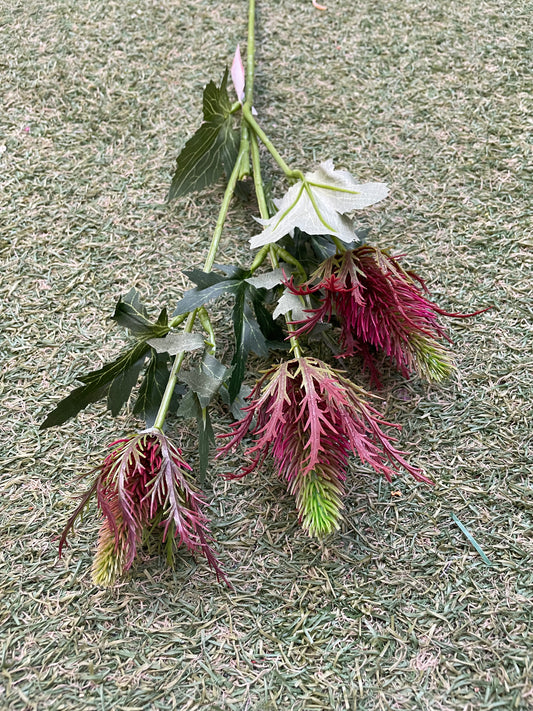 GREEN TIPPED RED THISTLE