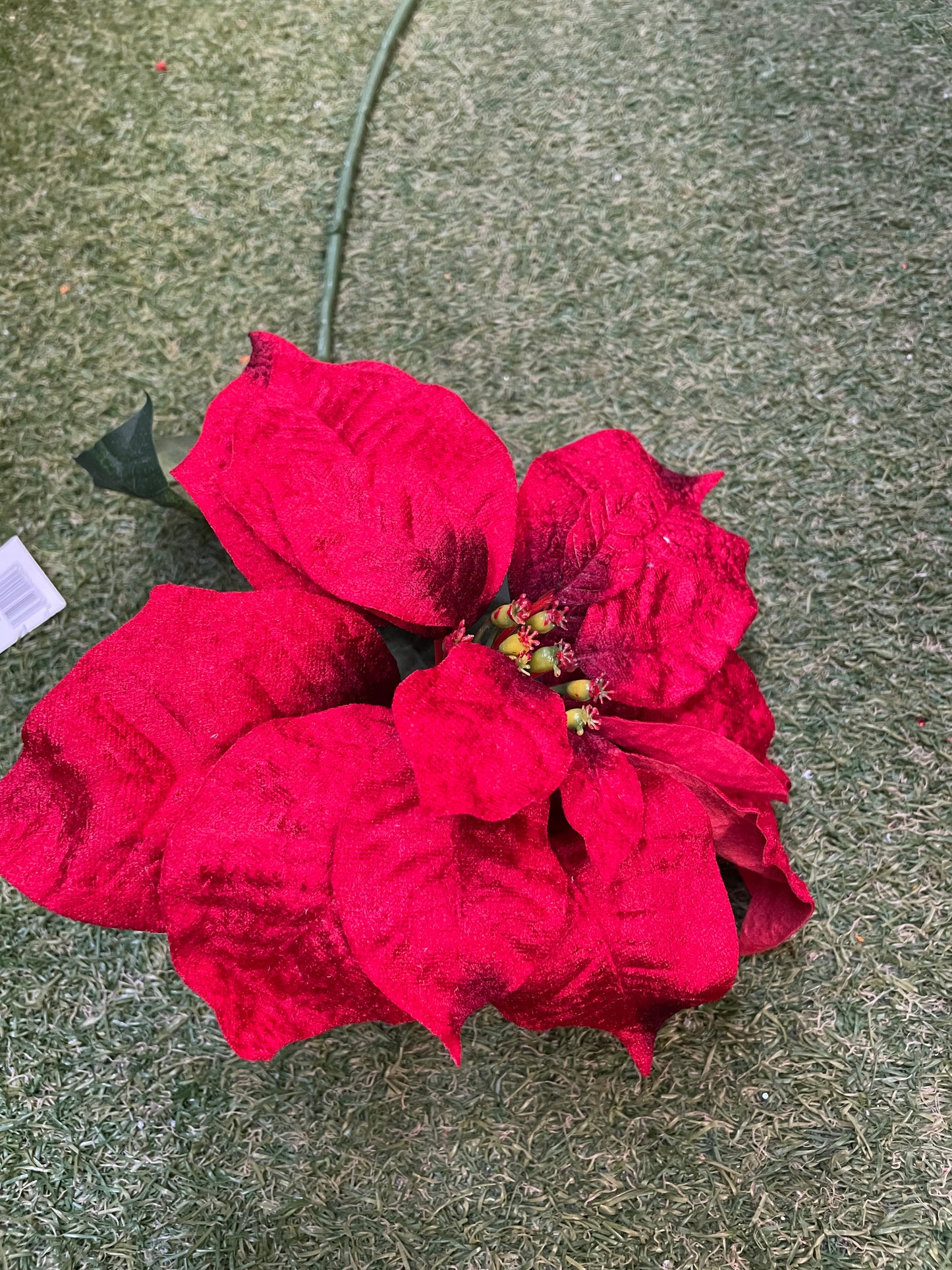 GIANT VELVET PLAIN POINSETTIA RED