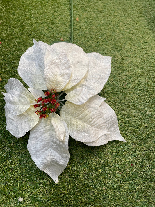 GIANT VELVET PLAIN POINSETTIA WHITE