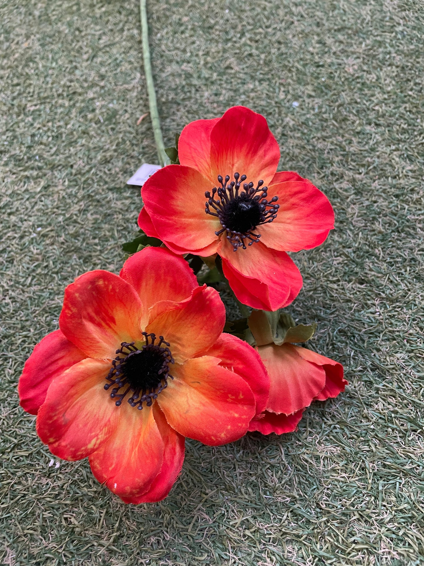 LONG STEM ANEMONE BUNCH ORANGE