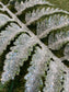 GLITTER BUCKLER FERN STEM