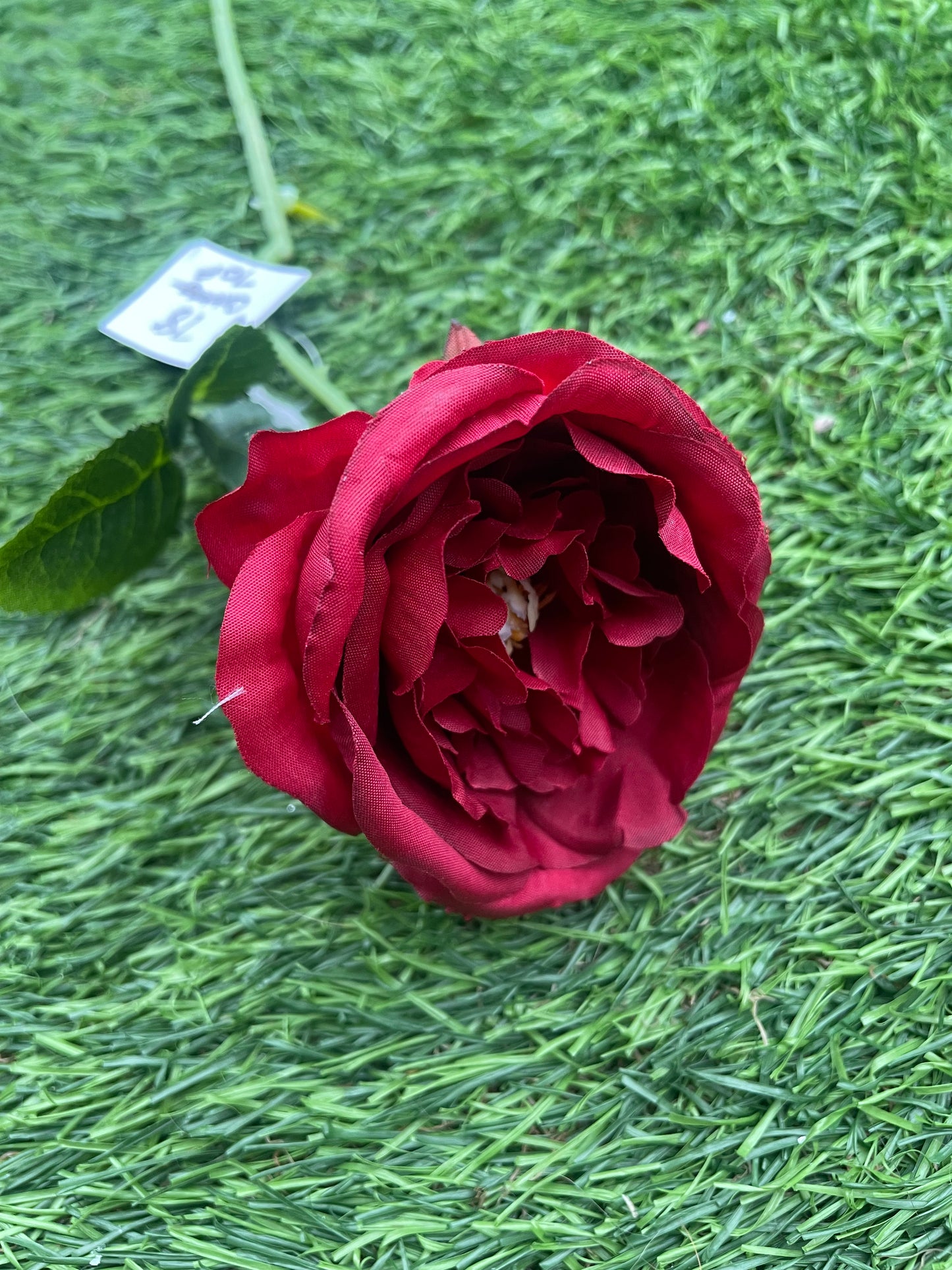 40cm SINGLE CABBAGE ROSE RED