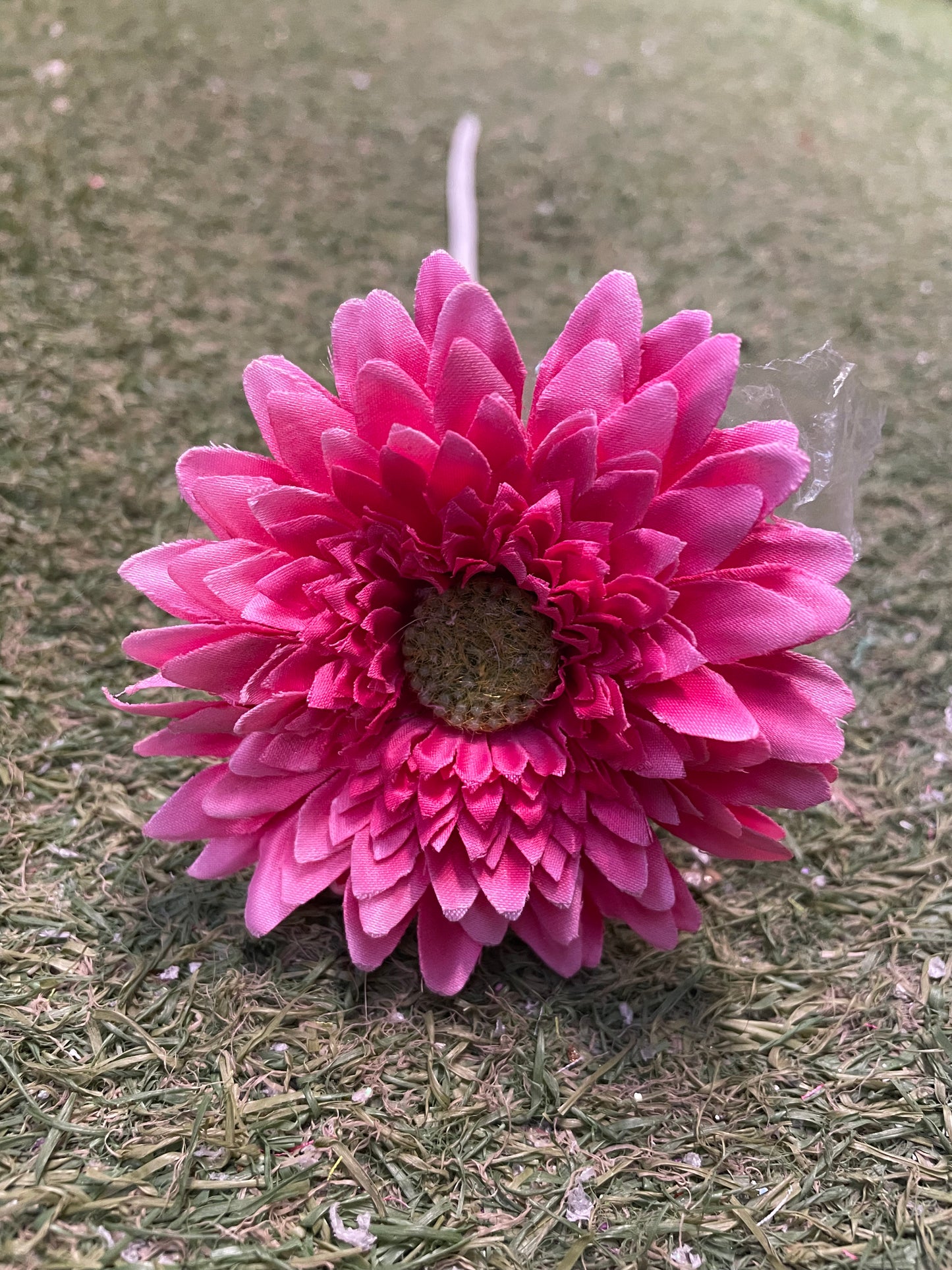 MINI SPIKEY GERBERA DARK PINK