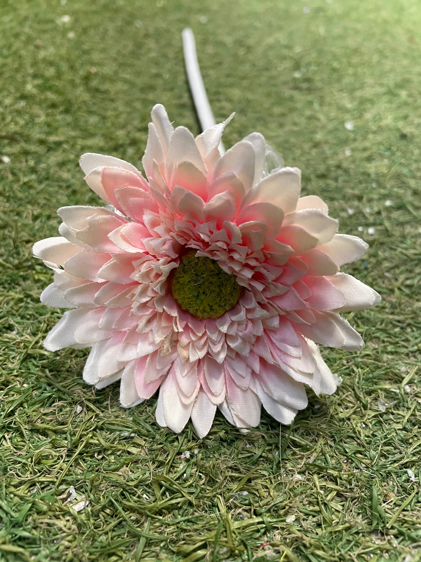 MINI SPIKEY GERBERA LIGHT PINK