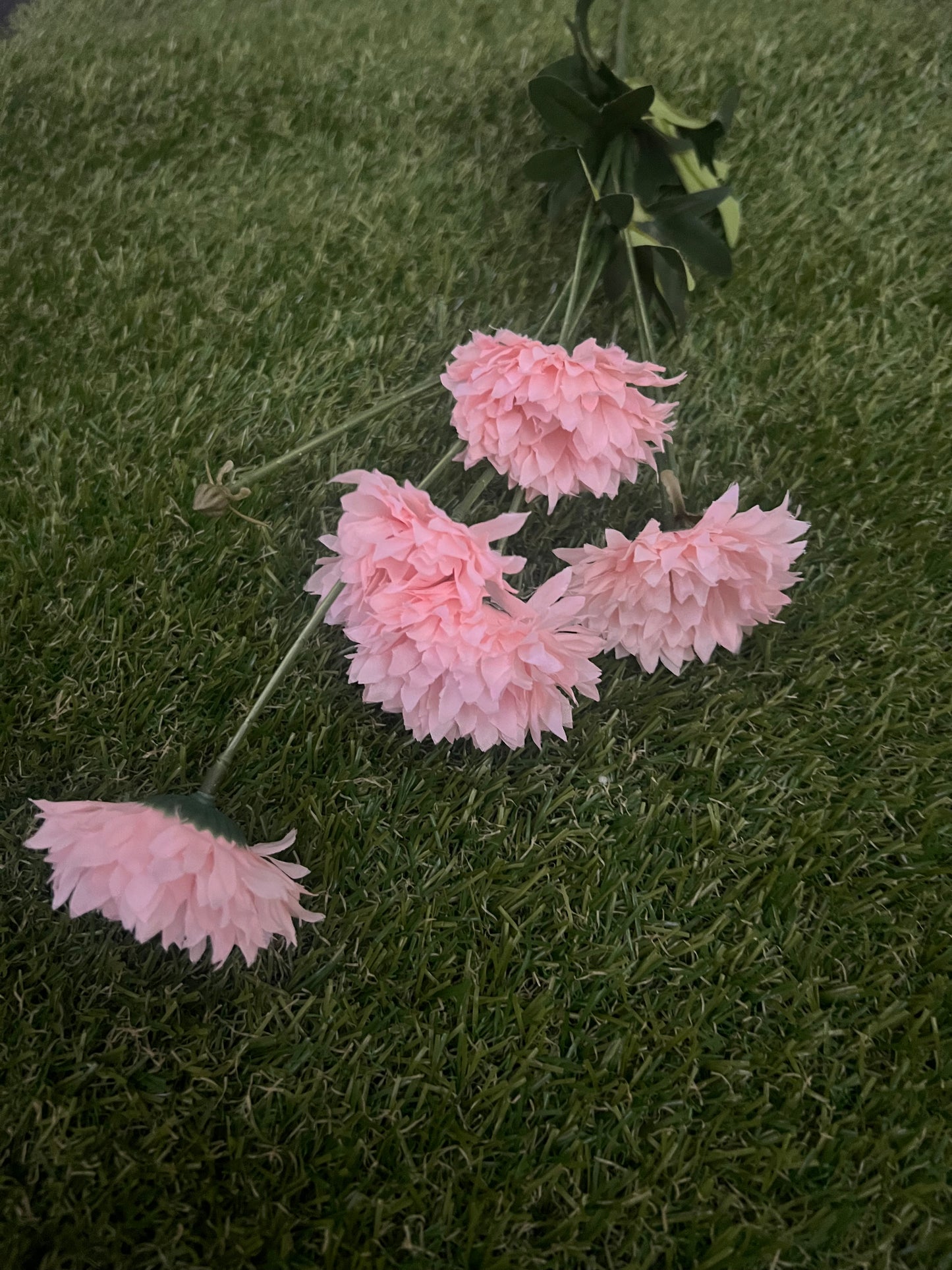 LONG STEM SPIKY BABY GERBERA BABY PINK