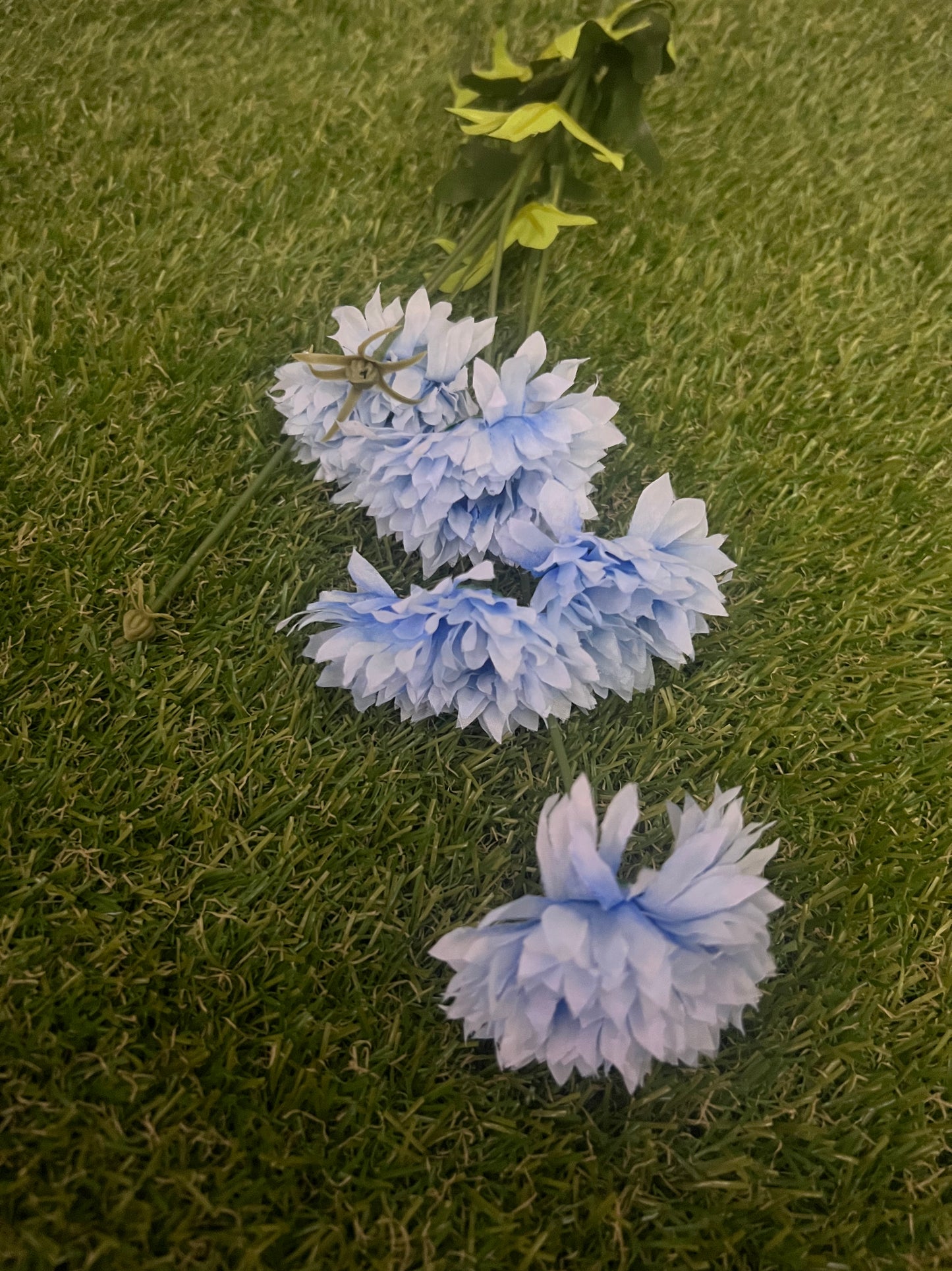 LONG STEM SPIKY BABY GERBERA BLUE