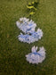 LONG STEM SPIKY BABY GERBERA BLUE