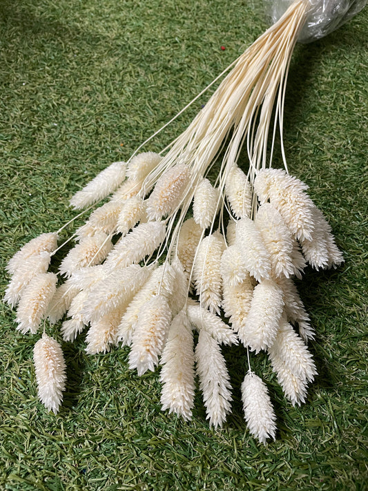 DRIED IVORY BUNNY TAILS