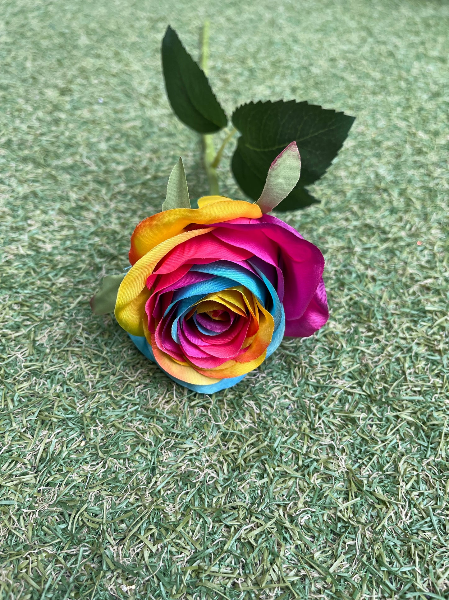 50cm SINGLE FRESH TOUCH RAINBOW ROSE